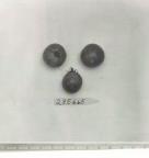 Click for 1 image(s) for this accession. FRUIT